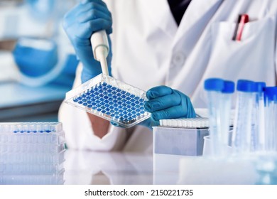 Geneticist Working With Microplate For Cells Analysis In The Genetic Lab. Researcher Working With Samples Of Tissue Culture In Microplate In The Genetics Laboratory