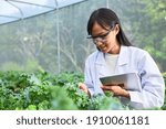 Geneticists, biologists, and scientists are studying the genetic structure of vegetables in a nursery.