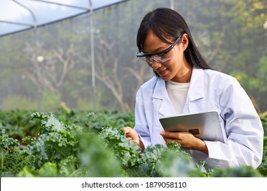 Geneticists, biologists, and scientists are studying the genetic structure of vegetables in a greenhouse. - Powered by Shutterstock