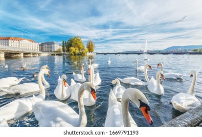 Geneva, Switzerland. Classical view of lake Geneva with waterfowl white swans by quay, famous fountain in background - the symbols of Geneva. Beautiful romantic scenery of Swiss city.