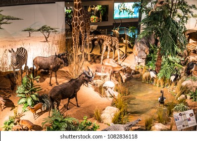 Geneva, Switzerland, March 12, 2018 Natural History Museum, Museum D'Histoire Naturelle, Exhibit, Regional Fauna, Local Stuffed And Preserved Animals As Alive,