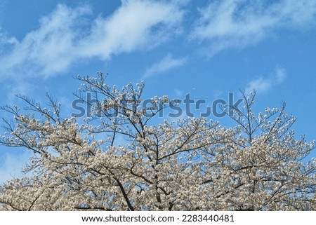 A Genial Day in Spring, with a Cherry Tree in Bloom and a Blue Sky