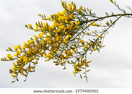 Genista florida. Branch with leaves and yellow flowers of broom.