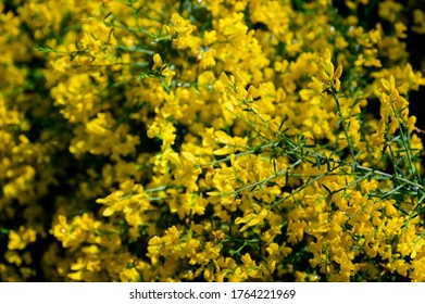 Genista の画像 写真素材 ベクター画像 Shutterstock