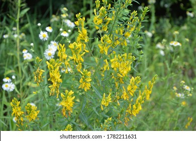 Genista の画像 写真素材 ベクター画像 Shutterstock