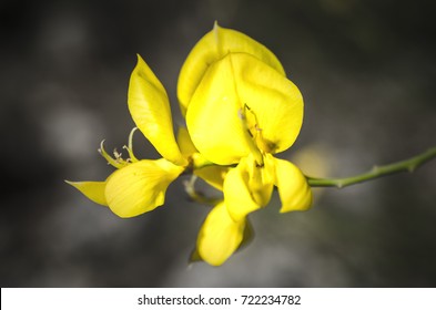 Genisteae Flower