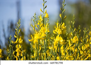 Genisteae Flowers