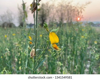 Genisteae Flowers Blossom Yellow