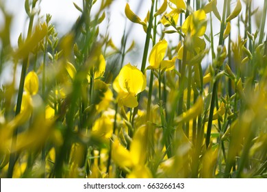 Genisteae Flowers In The Sunset