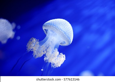Genoa, Italy - white jellyfish swimming in aquarium