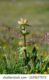 A Gentiana Punctata Is An Alpine Plant 