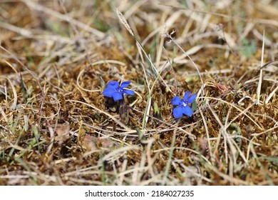 Gentiana Verna Swabian Alps  Germany