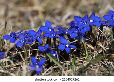 Gentiana Verna Swabian Alps  Germany