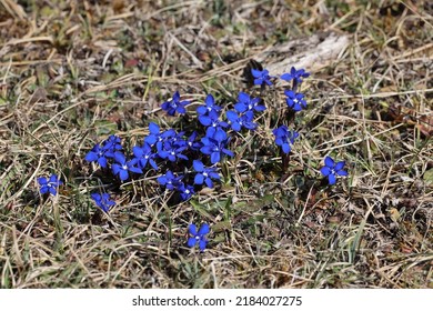 Gentiana Verna Swabian Alps  Germany