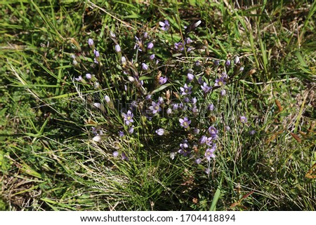 Similar – Image, Stock Photo Wild meadow with bluebells and clover