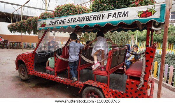 Genting Highland Strawberry\
Park / Malaysia - September 9 2018: Kids playing in amusement park\
car