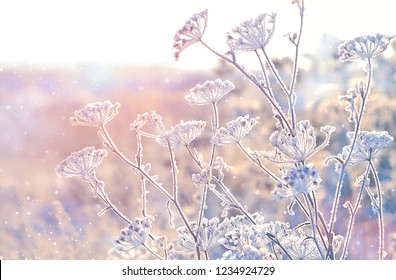 Gentle beautiful winter landscape. frozen grass on snowy natural background. cold winter season, frosty weather. new year and Christmas holiday concept
