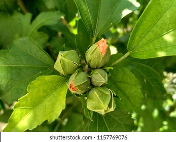 Gentle Closed Flower Bud Macro Image