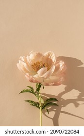 Gentle elegant peony flower with sunlight shadows. Aesthetic bohemian floral composition