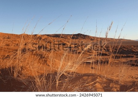 Gentle elevated red sanddunes in Namibia with gras in front