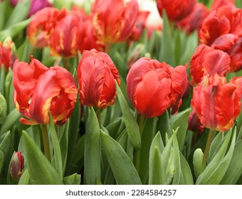 Gentle and fantastic Double Rococo Parrot Tulips, large double flowers in spring - Shutterstock ID 2284584257