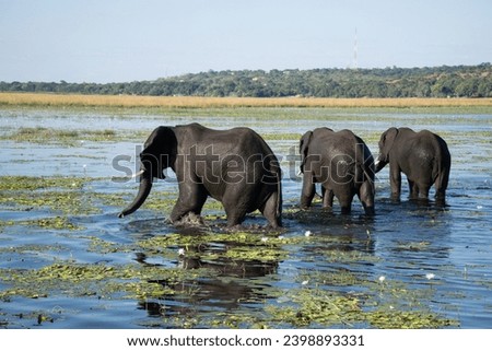 Gentle Giants of Botswana: Majestic Elephants in the Wild