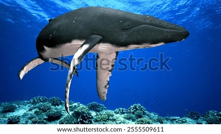 Gentle Giants: Stunning Underwater Whale Photography