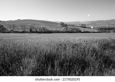 sanft grüne Hügel der Toskana mit Weizenfeldern, Blumen und zeitloser italienischer Schönheit in schwarz-weiß