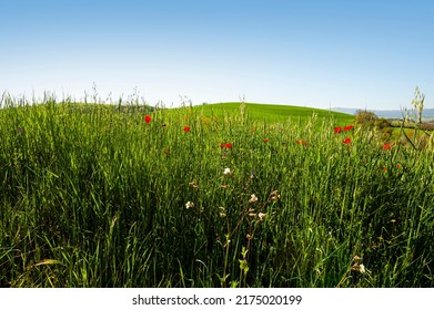 sanfte, grüne Hügel der Toskana mit Feldern von Weizen, Blumen und zeitloser italienischer Schönheit