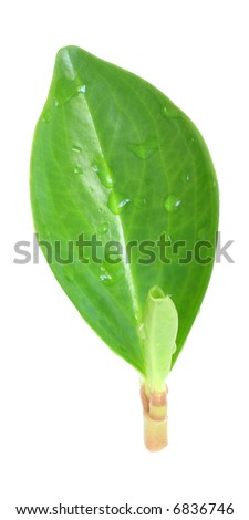 Similar – Image, Stock Photo soliloquy Plant Green