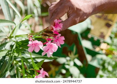 A gentle hand cradles delicate pink flowers in a sunlit garden, celebrating the beauty of nature - Powered by Shutterstock