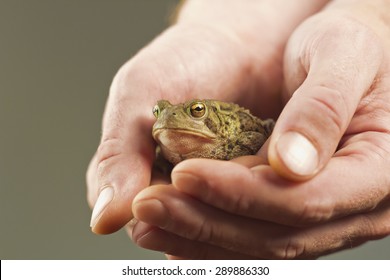 Gentle hands hold captive grumpy Eastern American toad