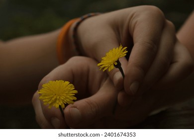 gentle hands holding yellow dandelions. - Powered by Shutterstock