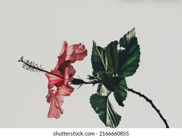 A gentle hibiscus flower that wilts beneath the ground - Powered by Shutterstock