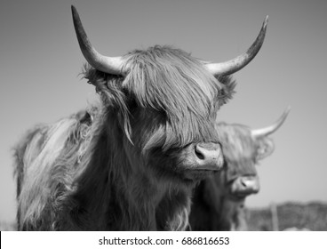 1,885 Black and white highland cow Images, Stock Photos & Vectors ...