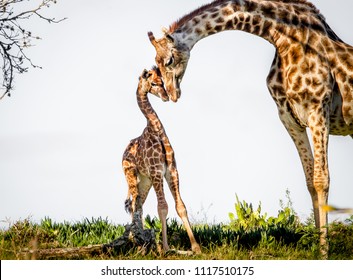 Download Baby Giraffe Images Stock Photos Vectors Shutterstock