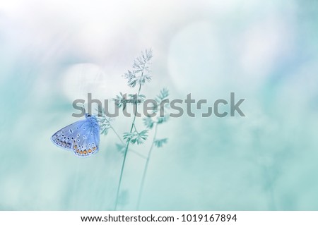 Gentle natural background in pastel colors with a soft focus of blue shades.  Wild meadow grass and butterfly in spring in nature macro. Beautiful summer meadow, inspiration nature.
