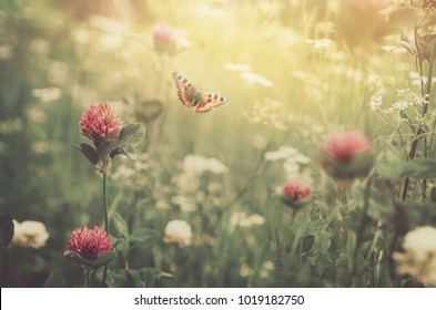 Gentle natural floral background in vintage colors with soft focus. Beautiful summer meadow with flowering clover grass and flying butterfly in rays sunset in spring, macro, inspiration nature.