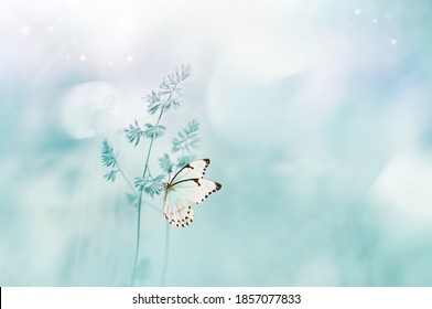 Gentle Natural Spring Background In Pastel Blue Colors. Wild Meadow Grass And Light White Butterfly On Nature Macro. Beautiful Summer Inspiring Image Nature.