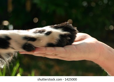 Gentle paw