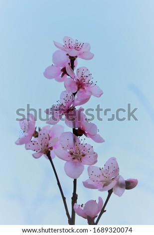 Similar – cherry brandy Nature Plant