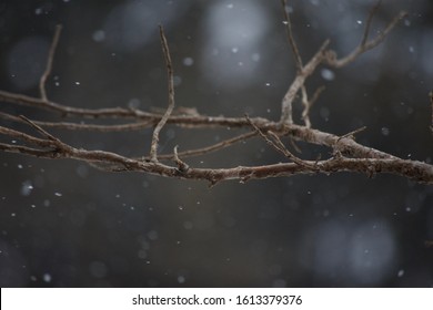 Gentle Snow Falls On A Lone Branch In The Dead Of Winter.