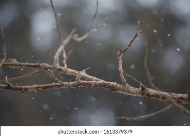 Gentle Snow Falls On A Lone Branch In The Dead Of Winter.