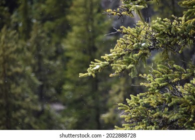 Gentle Snow In The Pine Trees Of Yellowstone