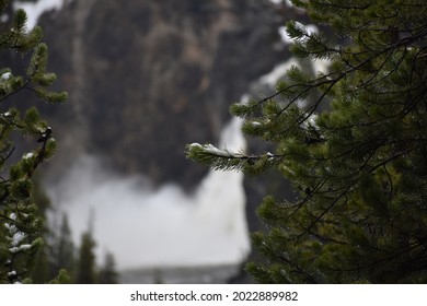 Gentle Snow In Pines Of Yellowstone