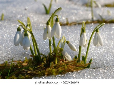 Gentle Snowdrops Flowering From The Snow