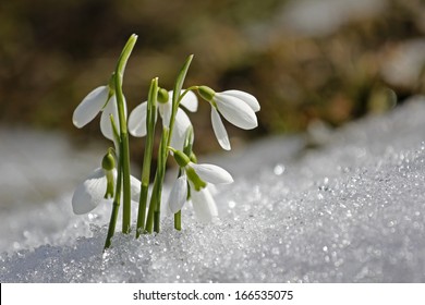 Gentle Snowdrops Flowering From The Snow, First Sign Of Spring