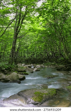 A gentle stream flows between moss-covered rocks, blending seamlessly with the lush green forest. A peaceful moment where nature’s quiet rhythm feels almost within reach.