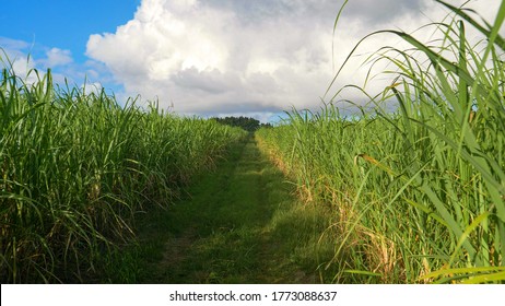 Gentle summer breeze blows across a large sugarcane plantation in picturesque countryside of Barbados. Empty straight country trail runs across a flourishing sugarcane farm in the sunlit Caribbean.