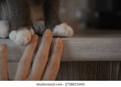 Gentle touch between human and cat. Owner fingers touch the feline paw gently. So cute interaction trust and warmth between person and pet. Closeup hand touching cat soft fur. Grainy evening light.